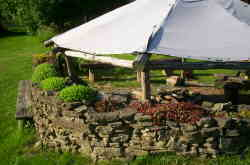 Natursteinmauer mit Steingartenpflanzen