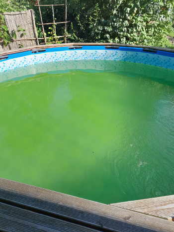 Poolwasser ist grün