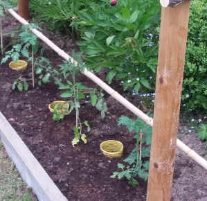 Bewässerung für die Tomatenwurzeln