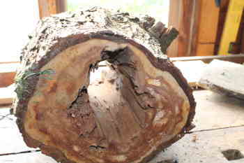 Holzstramm für den Nistkasten